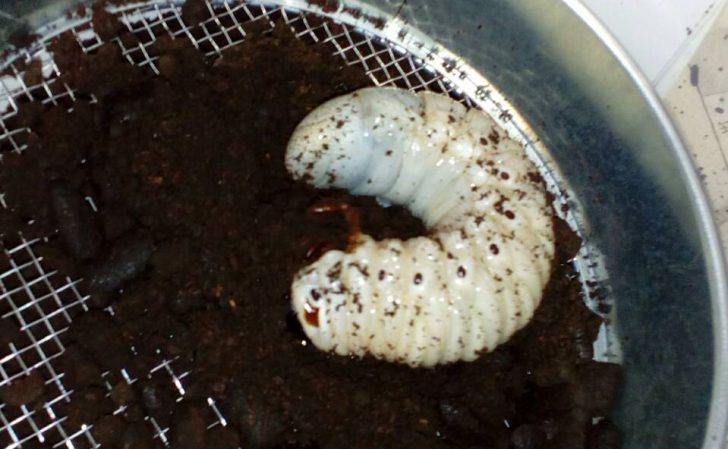 病気 カブトムシ 幼虫 カブトムシの幼虫のお尻が黒い場合に考えられる3つのこと